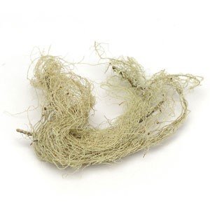 Starwest Botanicals Usnea Lichen, whole wildcrafted - ideal for herbal blends