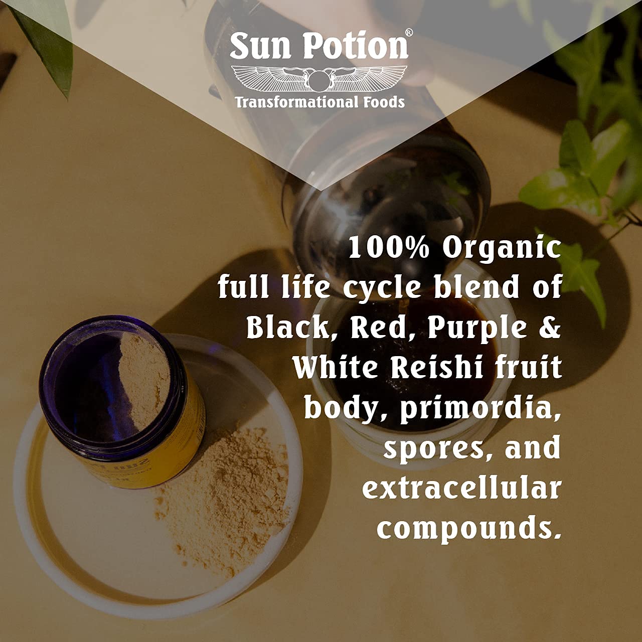 Sun Potion organic reishi powder jar ready for a soothing tea ritual.