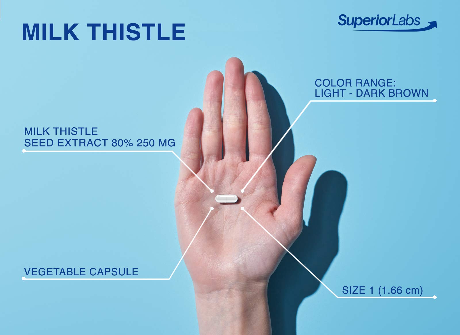 Superior Labs Milk Thistle capsules in hand for everyday use.