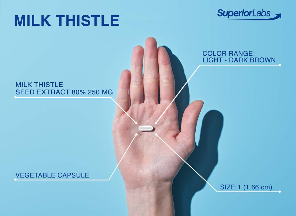 Superior Labs Milk Thistle capsules in hand for everyday use.