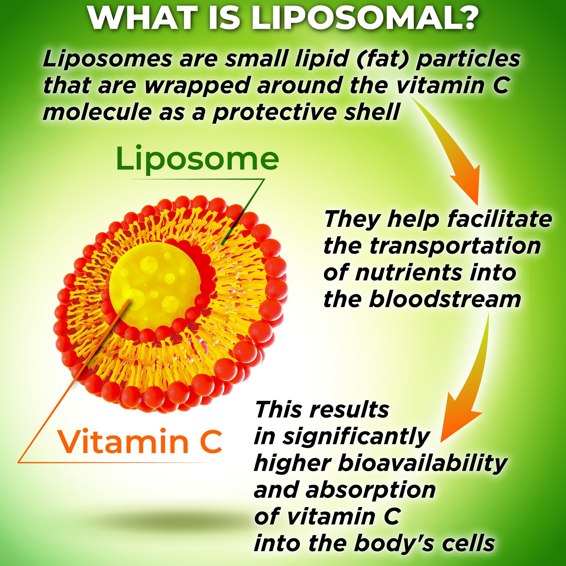 SUPPLEMENTS STUDIO Liposomal Vitamin C bottle on shelf emphasizes sunflower lecithin and clean ingredients.