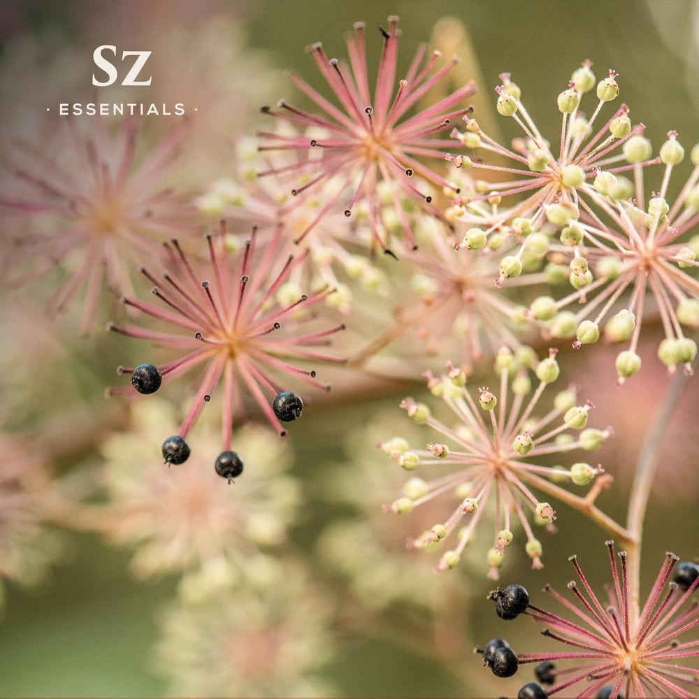 Sz Essentials Himalayan roots closeup reveals wild-harvest origin and earthy notes.