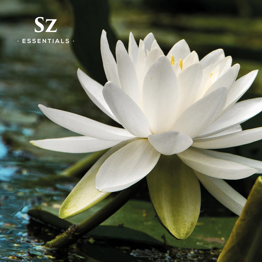Sz Essentials Lotus Wh diffusion ready bottle supports daily scent rituals