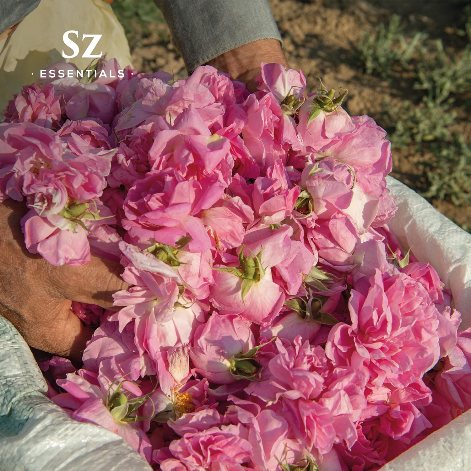 Sz Essentials Rose Absolute Oil label detail spotlights authentic Bulgarian sourcing and premium quality.