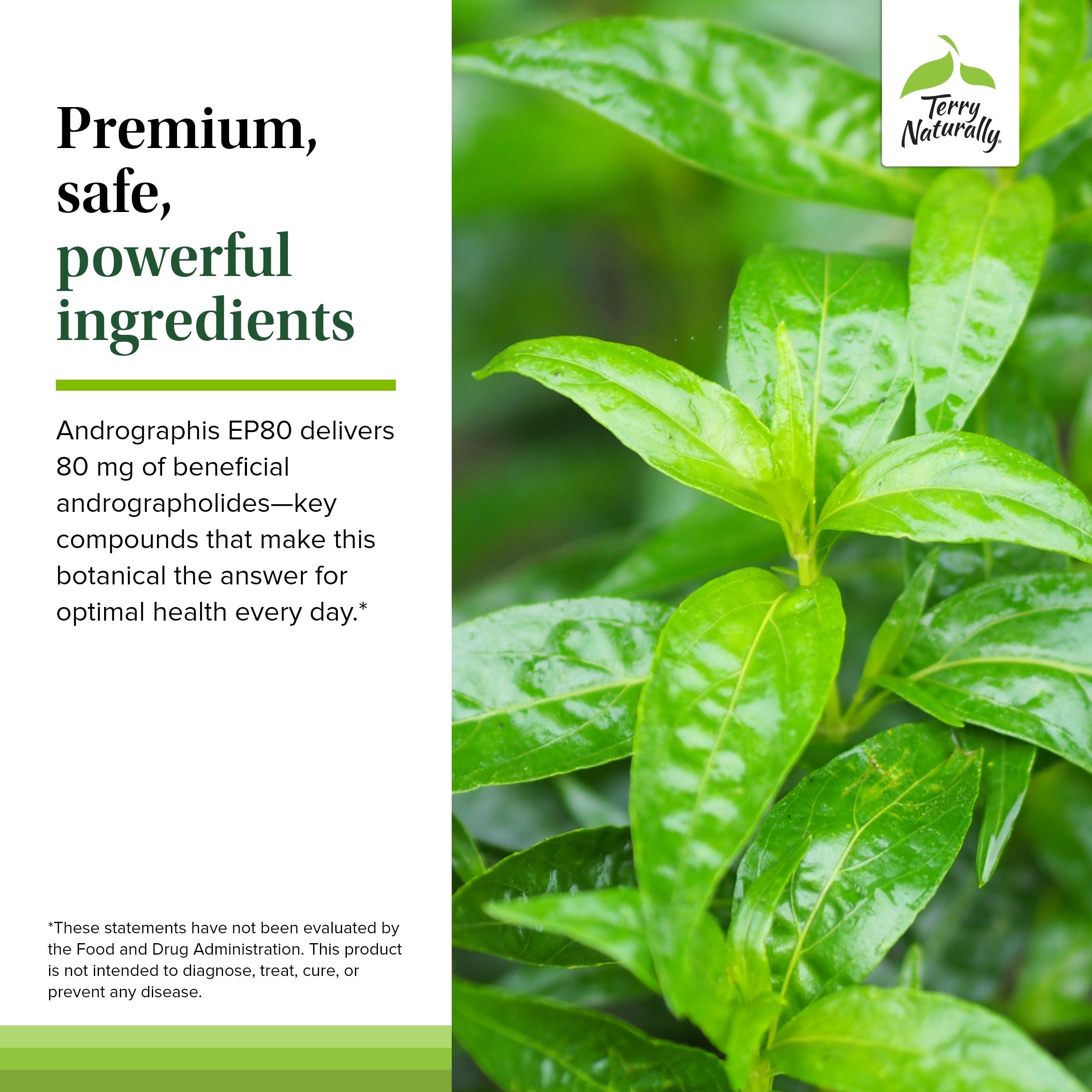 Terry Naturally Andrographis EP80 closeup capsules for easy intake.