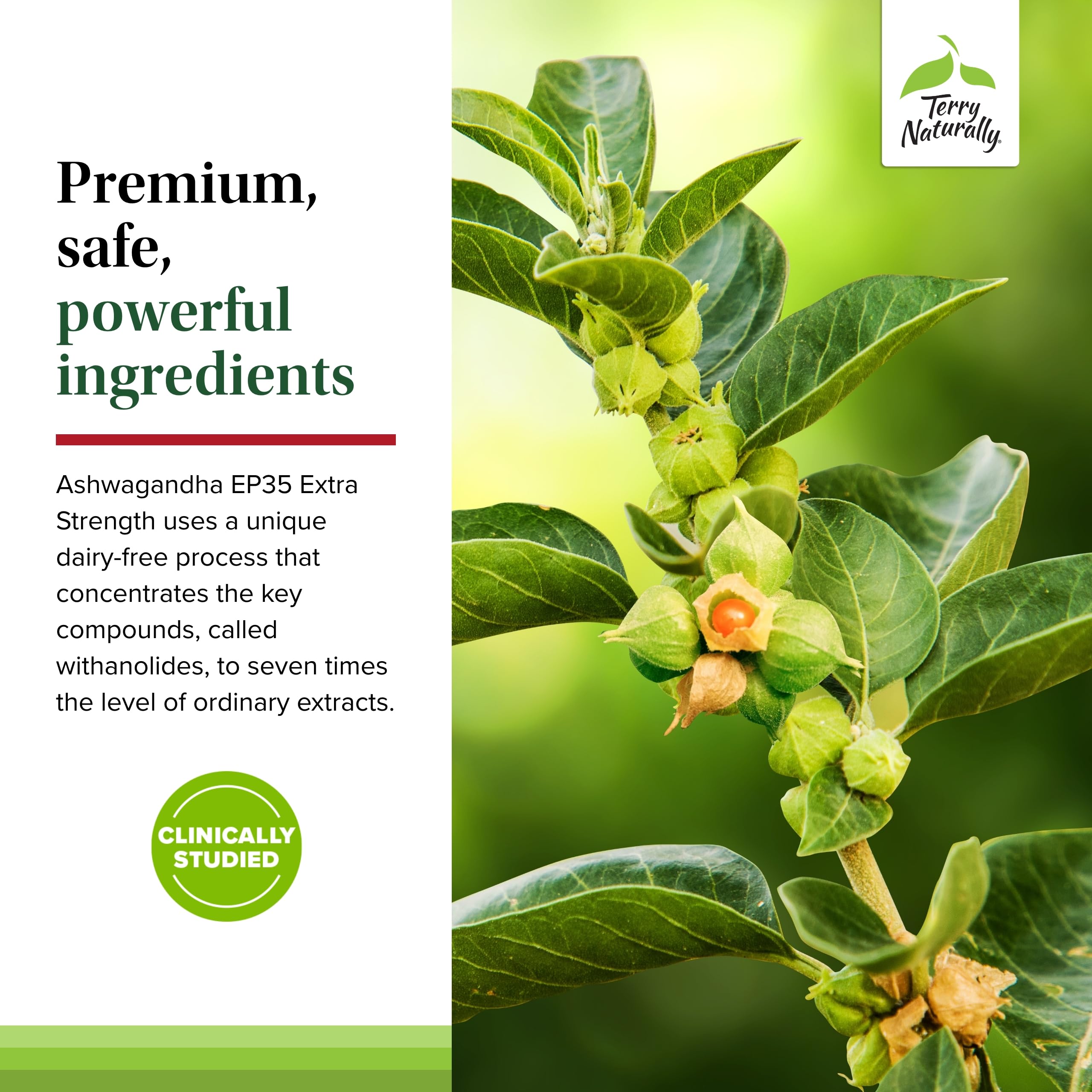 Terry Naturally Ashwagandha EP35 capsules beside a daily routine setup for use.