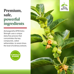 Terry Naturally Ashwagandha EP35 packaging box emphasizes pure herbal ingredients.