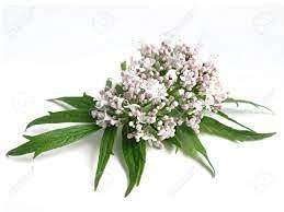 The Bloomin' Herb Shoppe valerian powder on the kitchen counter for nightly rituals.