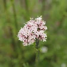 The Bloomin' Herb Shoppe valerian powder label highlights USA origin.