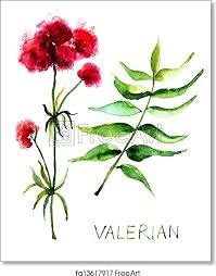 The Bloomin' Herb Shoppe valerian powder with measuring spoon enables precise dosing.