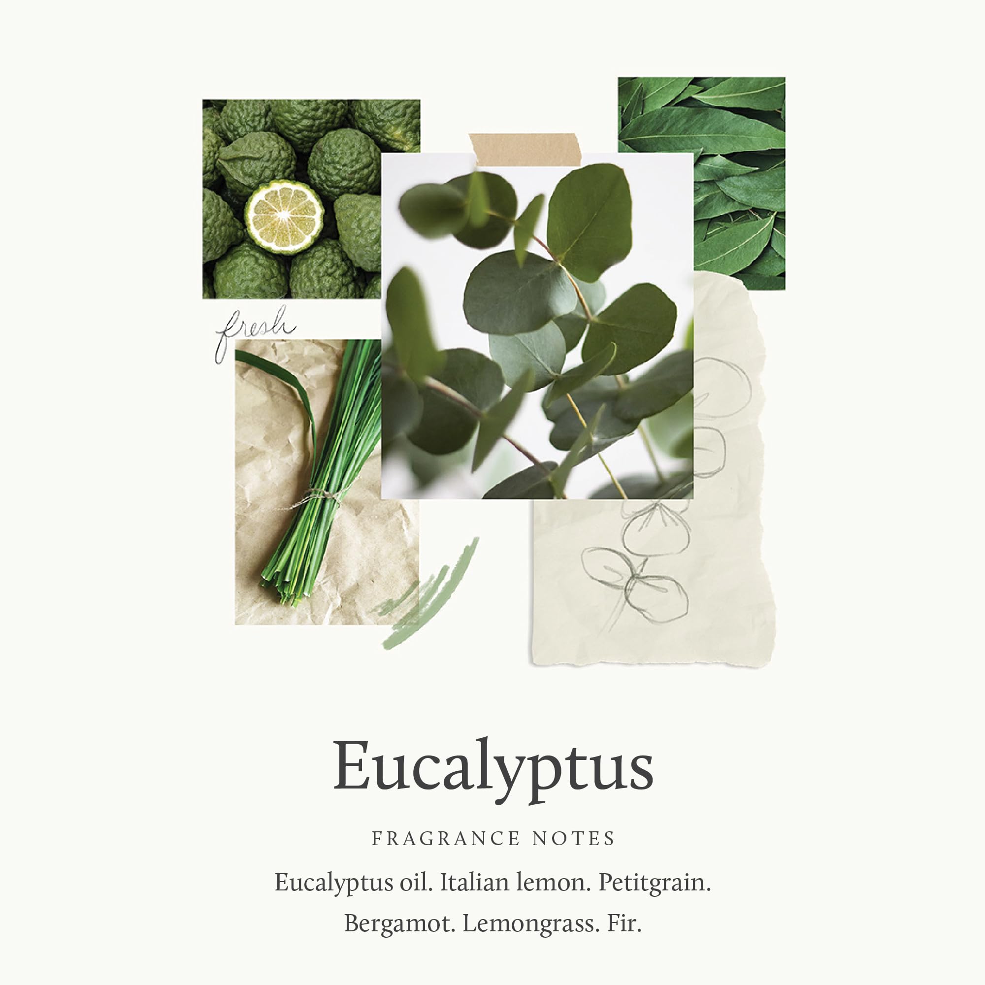 Thymes Pura 4 eucalyptus refill vial with fresh notes