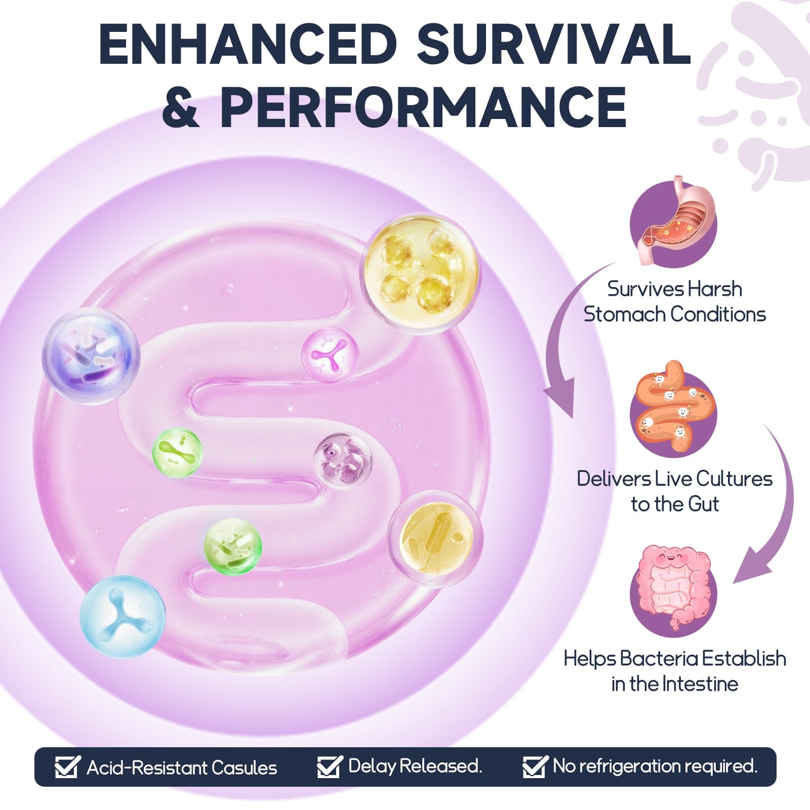 Totaria capsules illustrating supports muscle function and energy metabolism