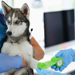 Treela multicolor self-adhesive bandage for versatile use in daily life.