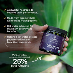 TRIBE ORGANICS Lion’s Mane powder shown as tea-ready for focus and calm mornings.