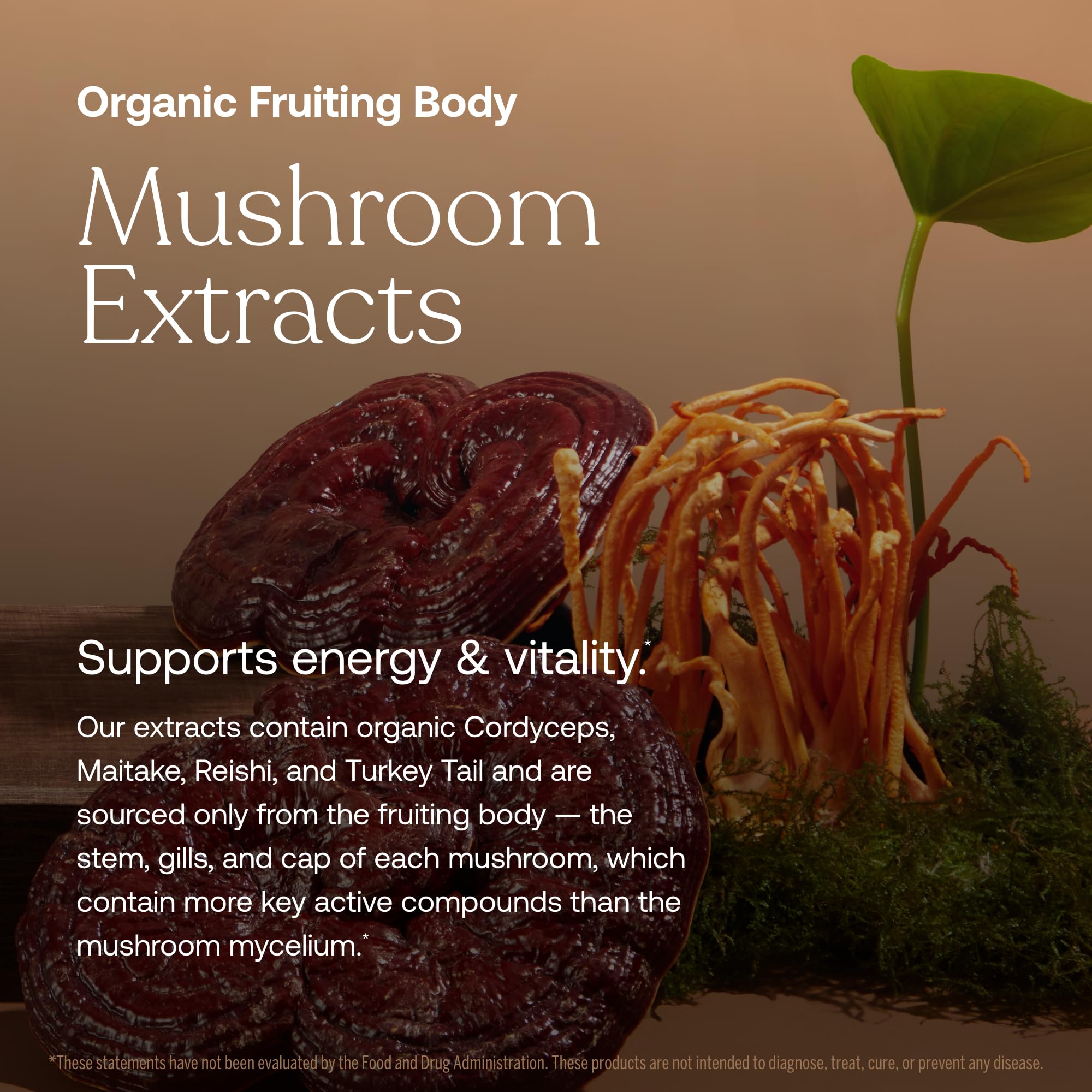 True Grace One Daily organic mushroom blend emphasizing beta-glucans.