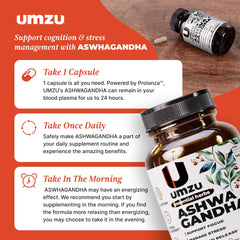 UMZU Ashwagandha capsules lined up for consistent focus.