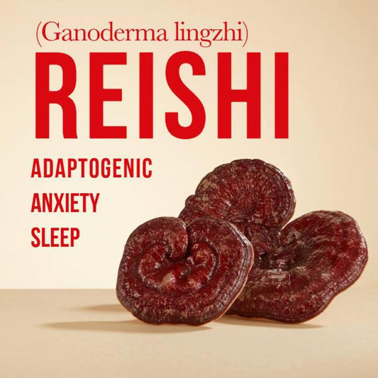 Vesper Reishi tincture dropper for easy daily relaxation