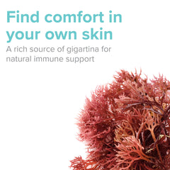 Vibrant Health Gigartina red marine algae ingredients close-up.