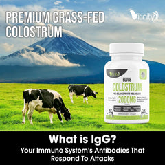 Scoop of grass-fed colostrum powder ready to mix
