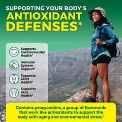 Viva Naturals Pycnogenol daily-dosed capsules on a clean surface for daily circulation support.
