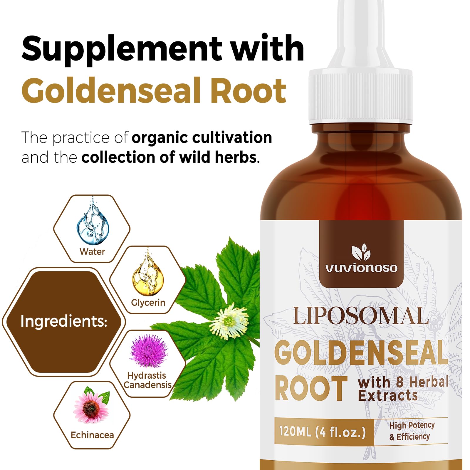 Close-up of golden seal root and herbal blend with Vuvionoso.
