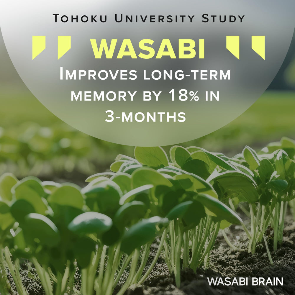 WASABI BRAIN ginger extract 50:1 visual emphasizing potent gingerol content.