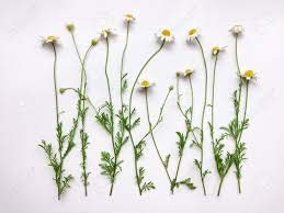 White Label Chamomile powder bulk packaging for bulk home use.