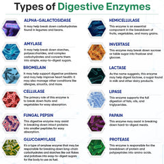 Wholesome Wellness Digestive Enzymes ingredients panel shows plant-based enzymes.