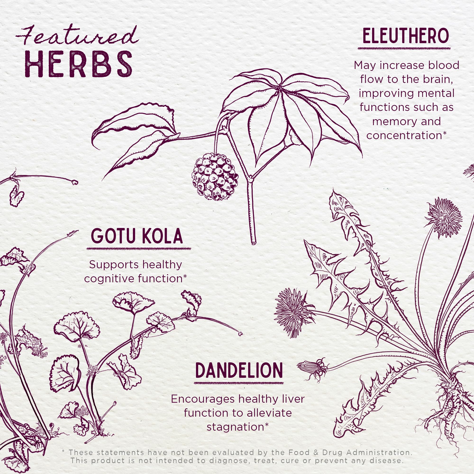 Ginkgo Biloba leaf close-up emphasizing natural cognitive support ingredients