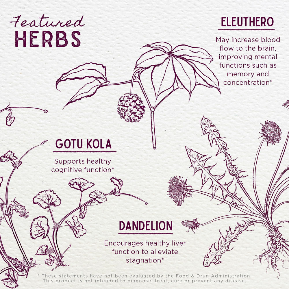 Ginkgo Biloba leaf close-up emphasizing natural cognitive support ingredients