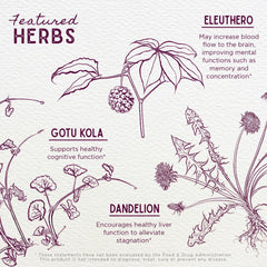 Ginkgo Biloba leaf close-up emphasizing natural cognitive support ingredients