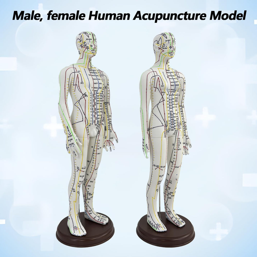 XDKHAEA acupuncture doll female 1/3 scale showing anatomy and acupoint locations.