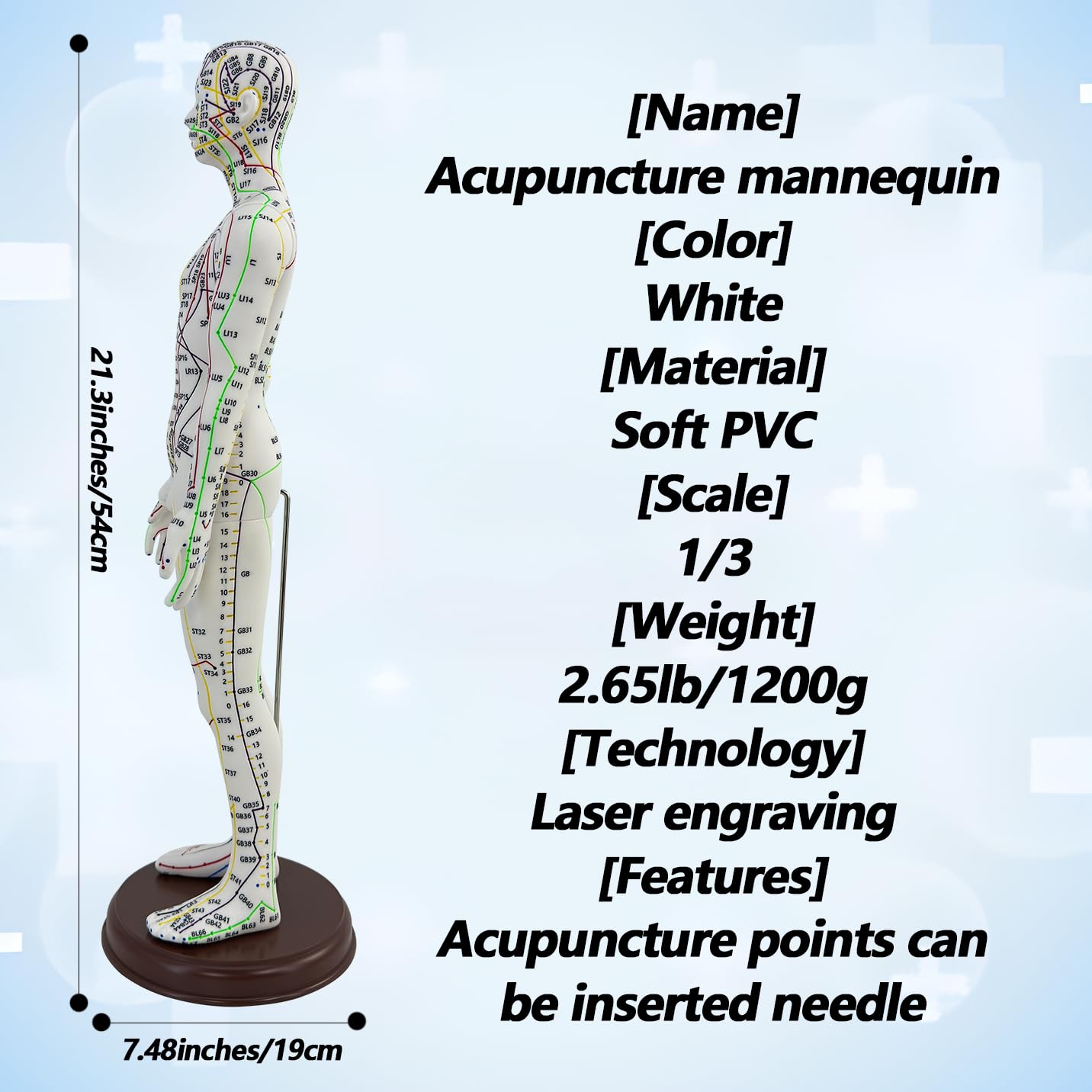 XDKHAEA 1/3-scale human proportions model for accurate acupoint placement.