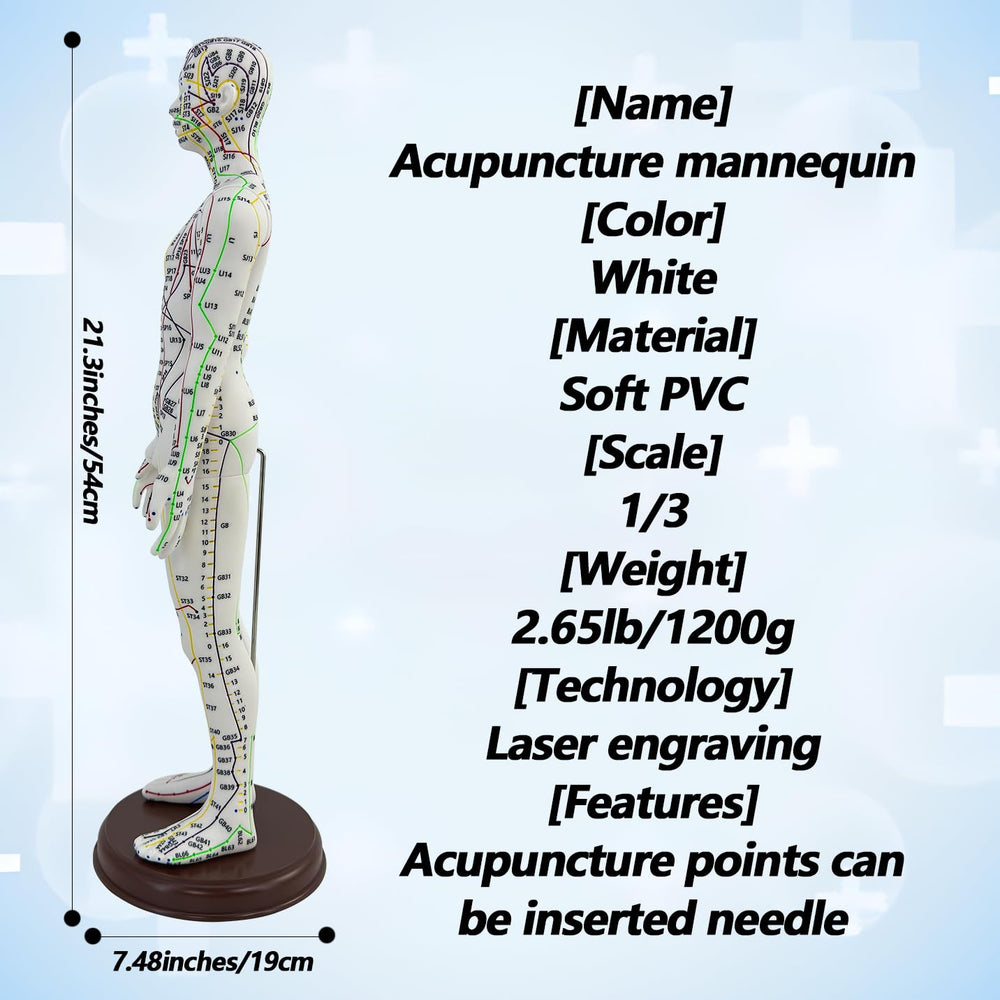 XDKHAEA 1/3-scale human proportions model for accurate acupoint placement.