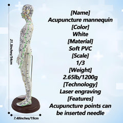 XDKHAEA 1/3-scale human proportions model for accurate acupoint placement.