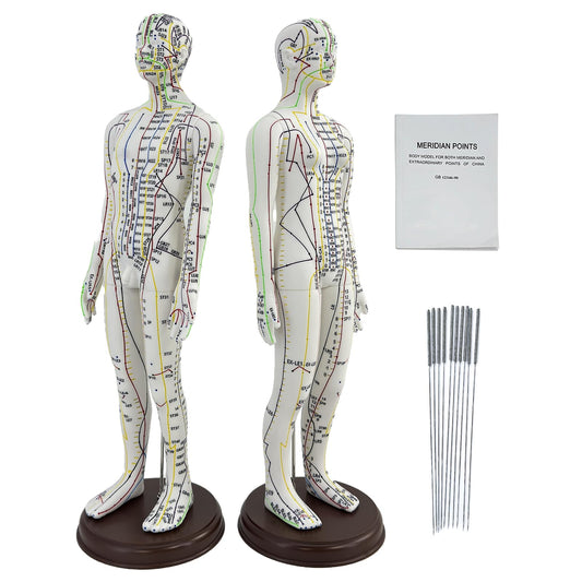 XDKHAEA acupuncture doll male 1/3 scale with clear point labels for study.