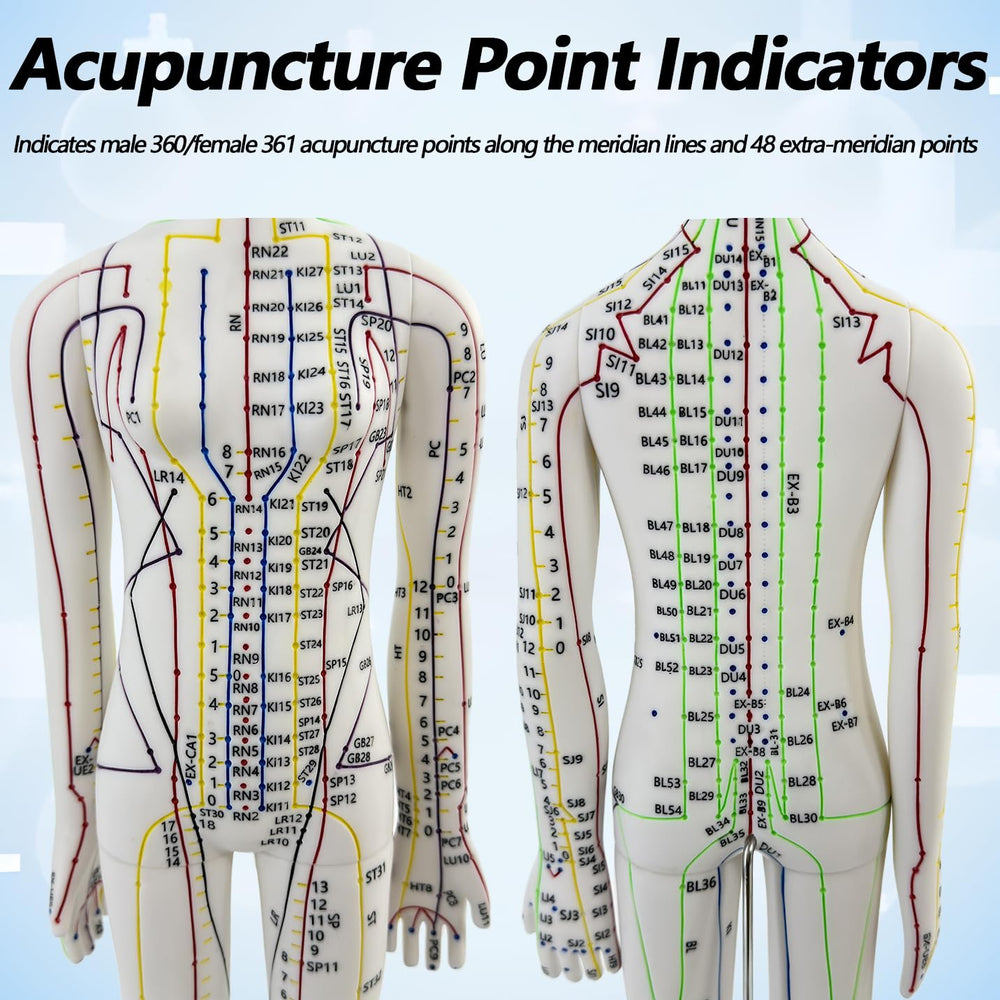 XDKHAEA practice needles with the acupuncture doll for hands-on techniques.
