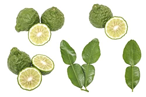 Young Living Bergamot essential oil paired with carrier oil for gentle skin balance.