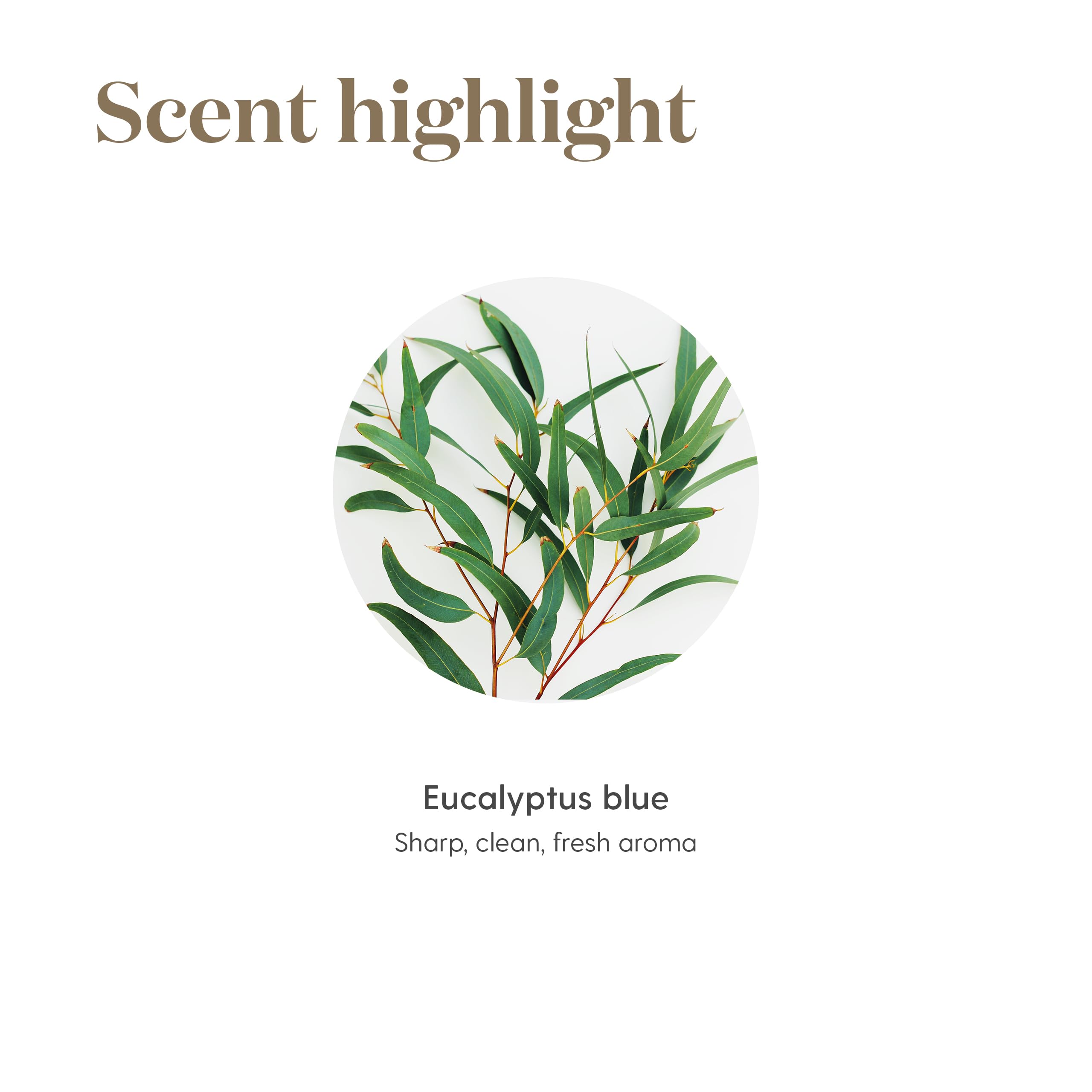Young Living Eucalyptus Blue topical application with proper dilution guidance