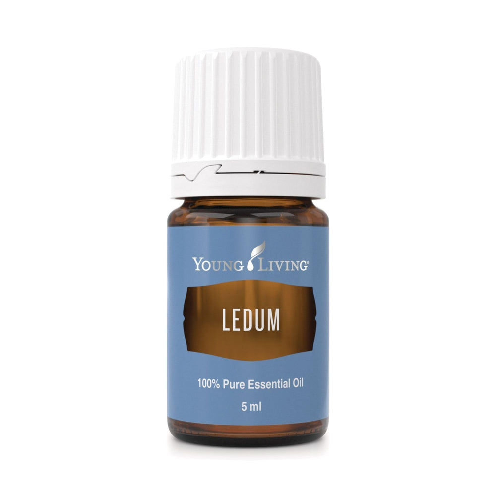 Young Living Ledum Premium Oil bottle close-up for premium aromatherapy and calm ambiance