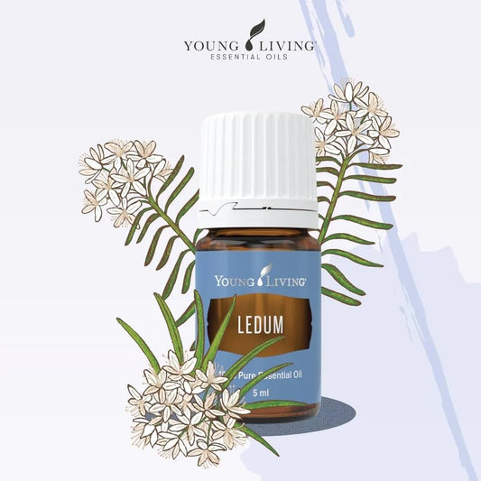 Young Living Ledum Premium Oil diffuser scene enabling serene meditation and focused breathing