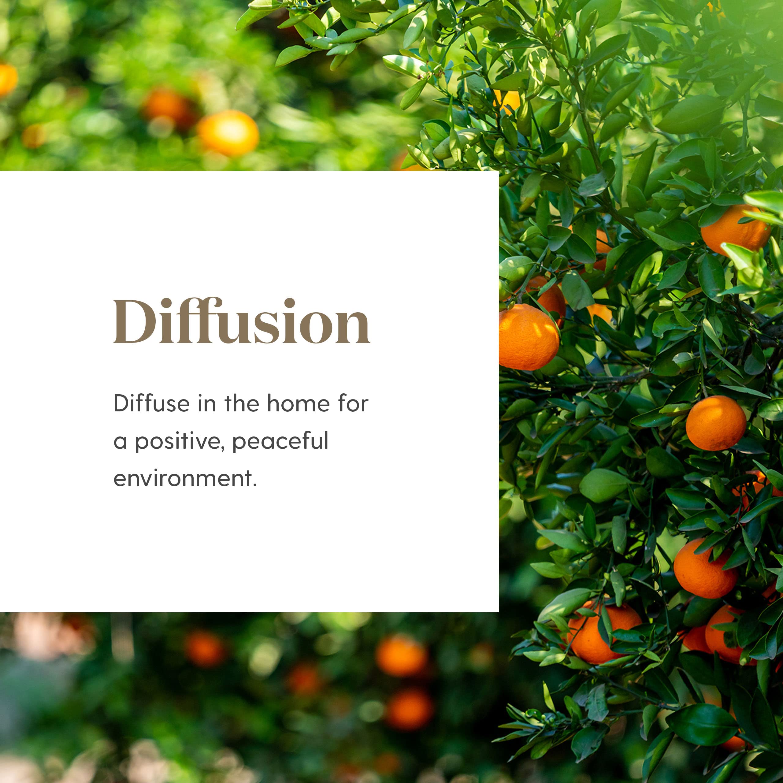 Young Living Peace & Calming in a diffuser creating a tranquil atmosphere.
