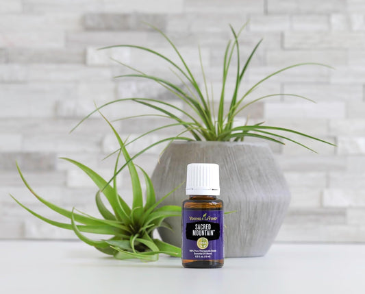 Young Living Sacred Mountain diffuser setup shows a centered mood in a room.