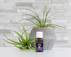 Young Living Sacred Mountain diffuser setup shows a centered mood in a room.