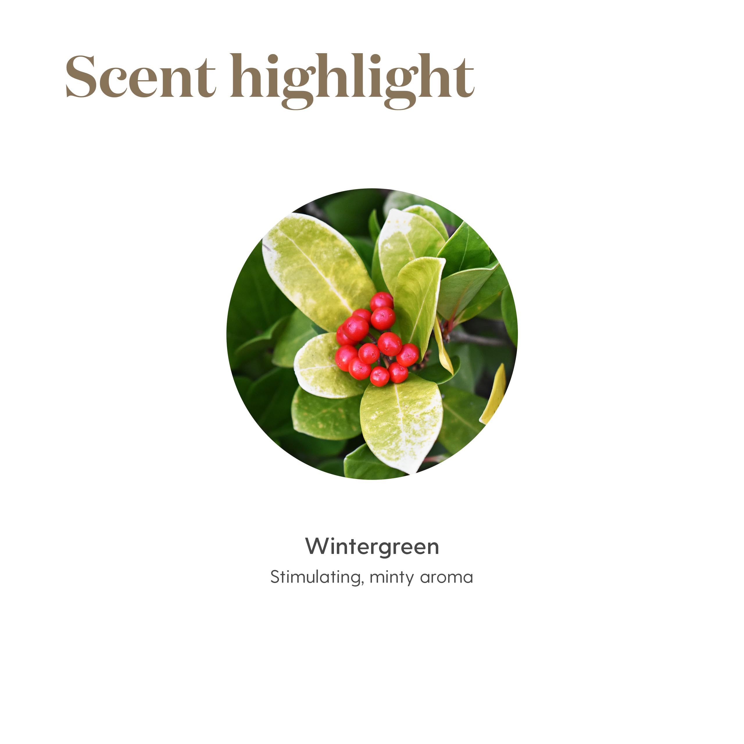 Young Living Wintergreen diffusion mist illustrates ambient aroma supporting relaxation and balance.