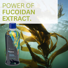 Juice glass suggests enjoyable flavor with turmeric and milk thistle accents.