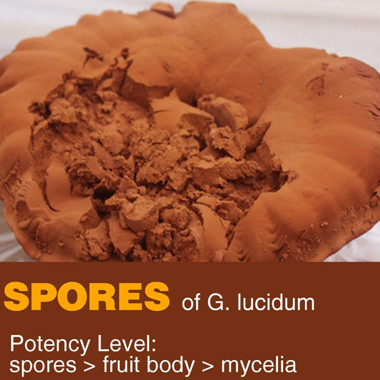 Close-up of dark brown reishi spore powder texture showing purity.