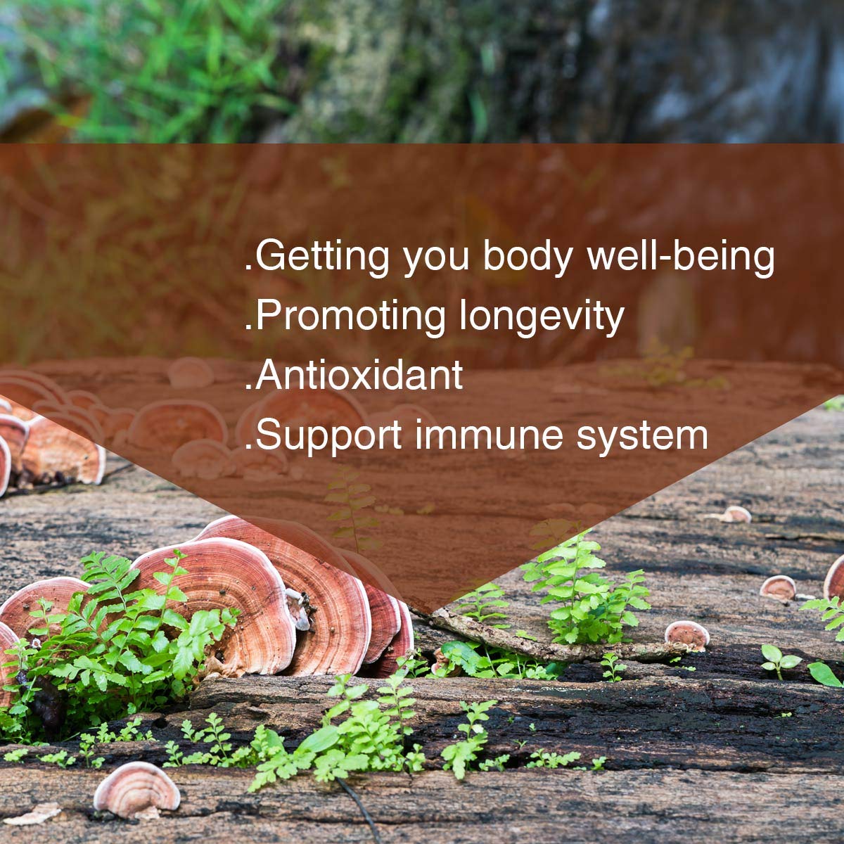 Yuanziyuanfang Red Reishi Spore Powder added to smoothie for a nutrient boost.