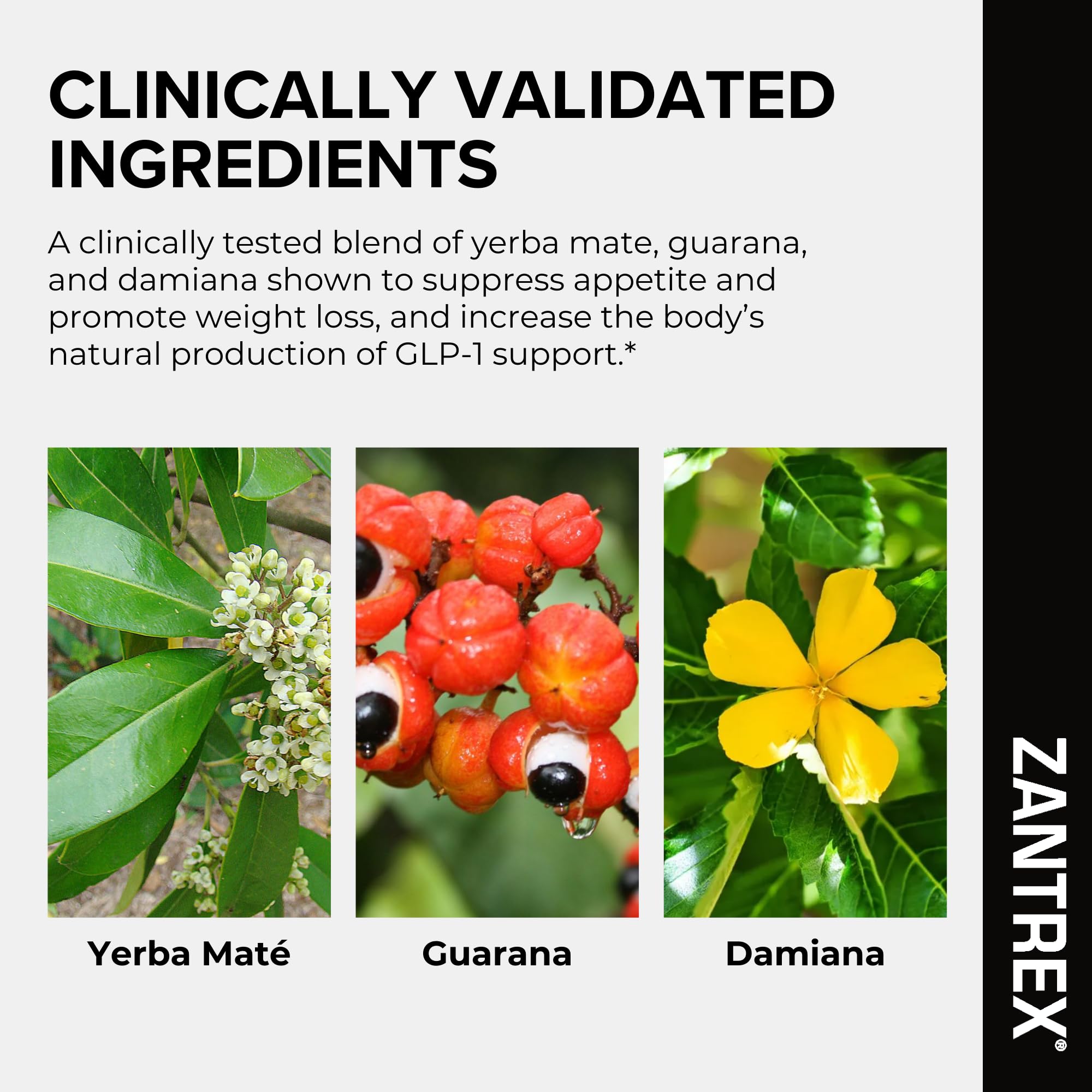 Zantrex Black ghrelin regulation supports steadier hunger signals.