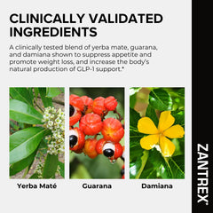 Zantrex Black ghrelin regulation supports steadier hunger signals.